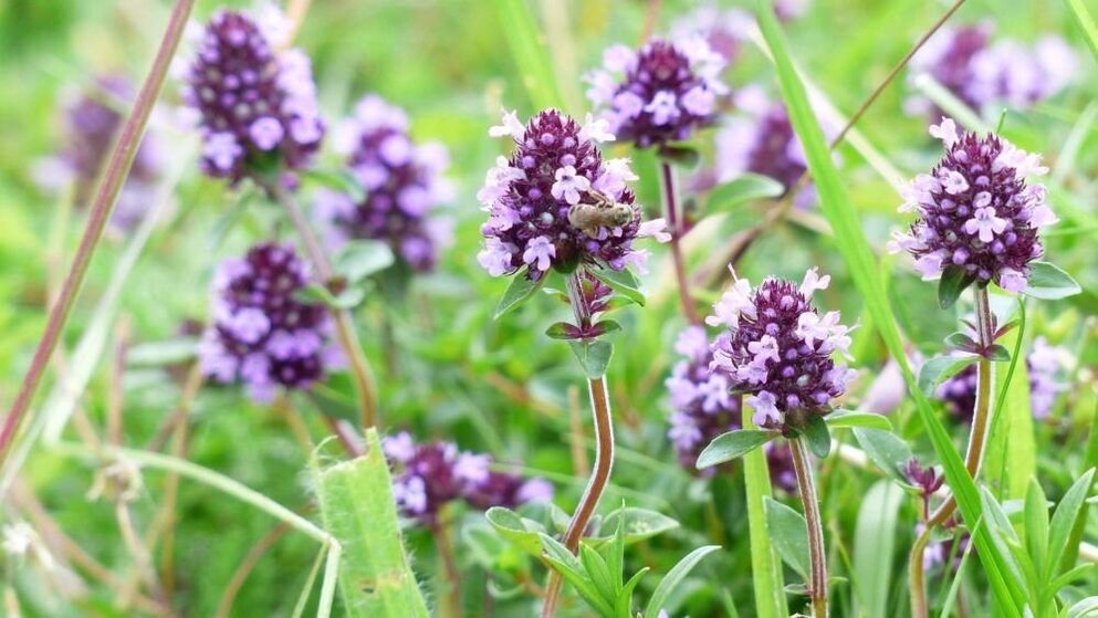 თიმის ბალახი პენისის გასადიდებლად